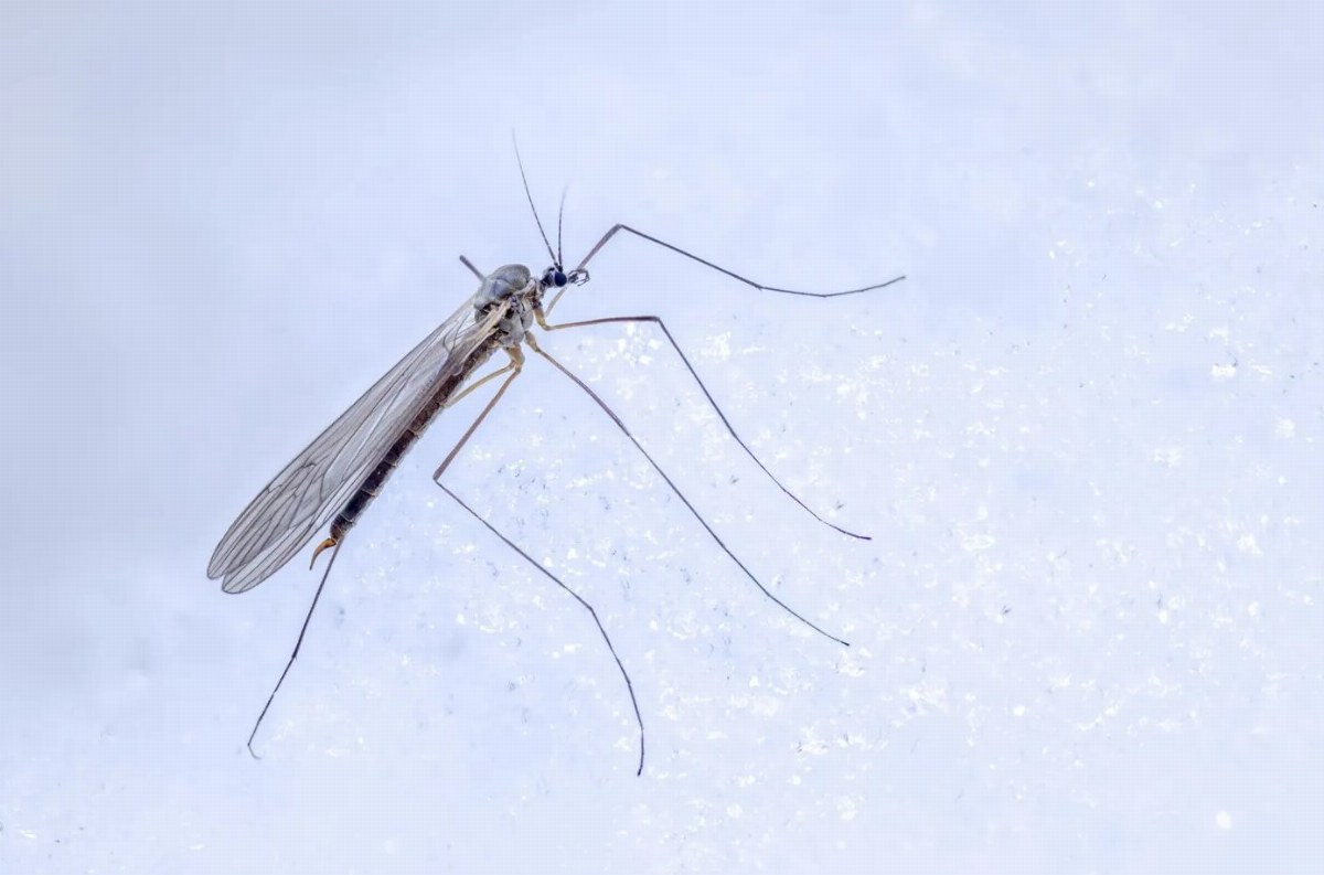 Invasive Fly Species Observed Breeding in Antarctica — Scientists warn that an Arctic fly has been breeding in Antarctic