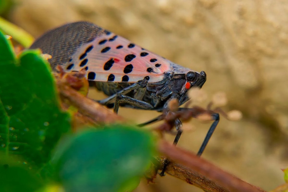 Dangerous Invasive Insect Detected in Moldova: Public Urged to Report Sightings — A harmful insect threatening crops, in