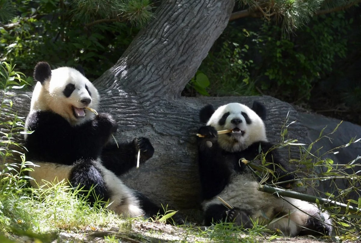 China Sends Giant Pandas to U.S. as Diplomatic Gesture Post-Summit — Two giant pandas were delivered to the U.S. followi