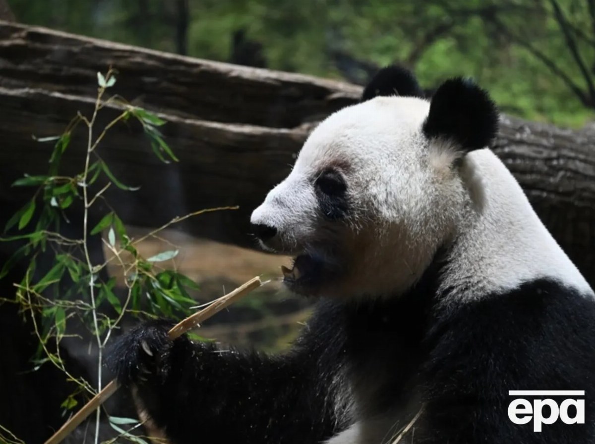 Two Giant Pandas Arrive in the U.S. as Symbols of Friendship — Ping Ping and Fu Shuan, two giant pandas, have arrived in