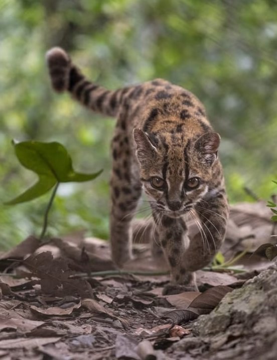 Scientists Discover New Cat Species Named Leopardus tilcayo in Bolivia — A new species of wild cat, Leopardus tilcayo, h