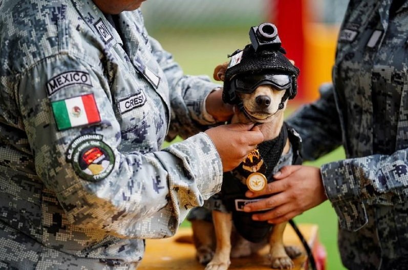 Chihuahua Joins Mexican National Guard for Rescue Operations — A Chihuahua has enlisted in the Mexican National Guard, t