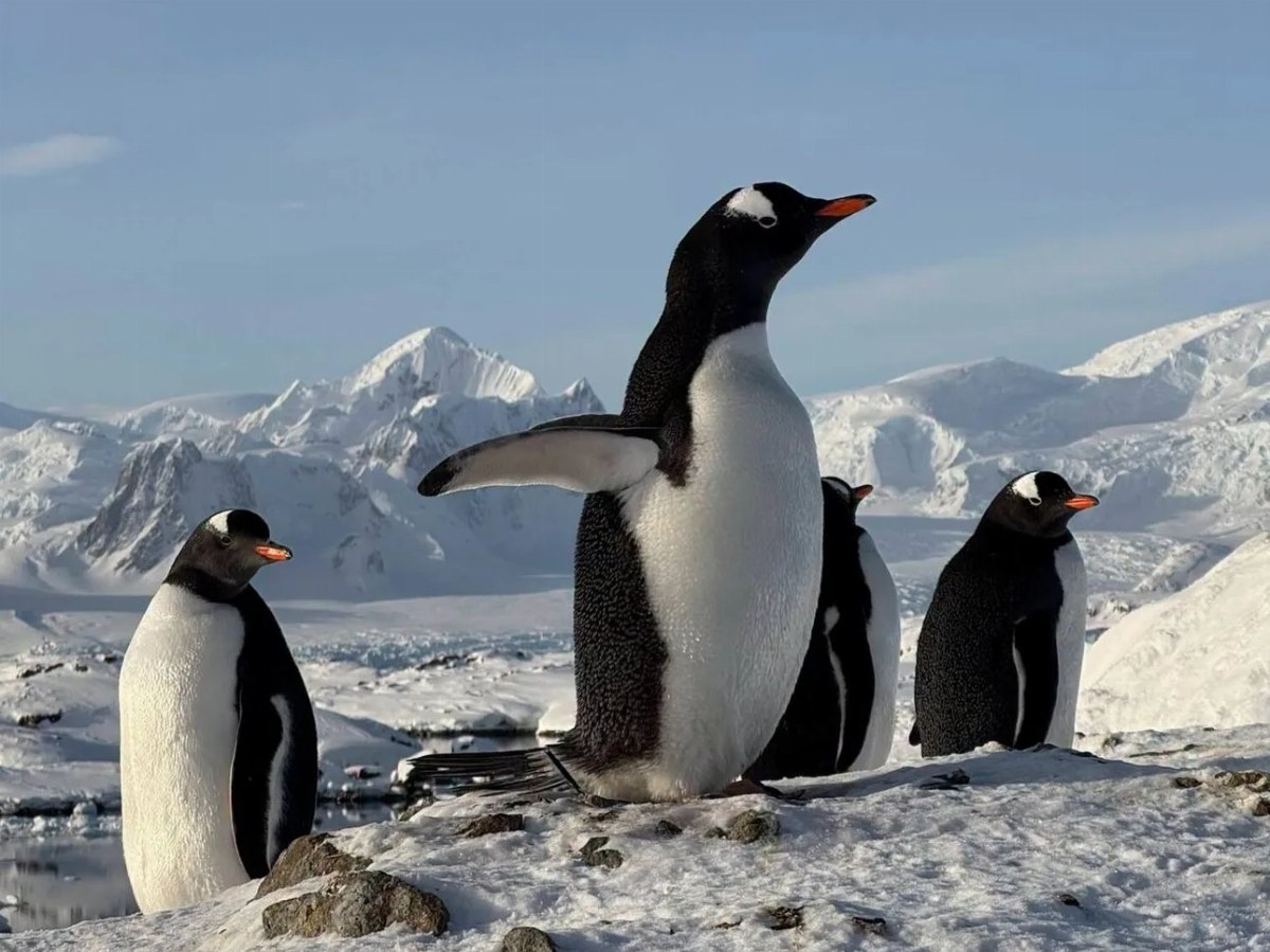 Early Return of Penguins to Vernadsky Station Linked to Climate Changes — Researchers note early penguin arrivals at Ver