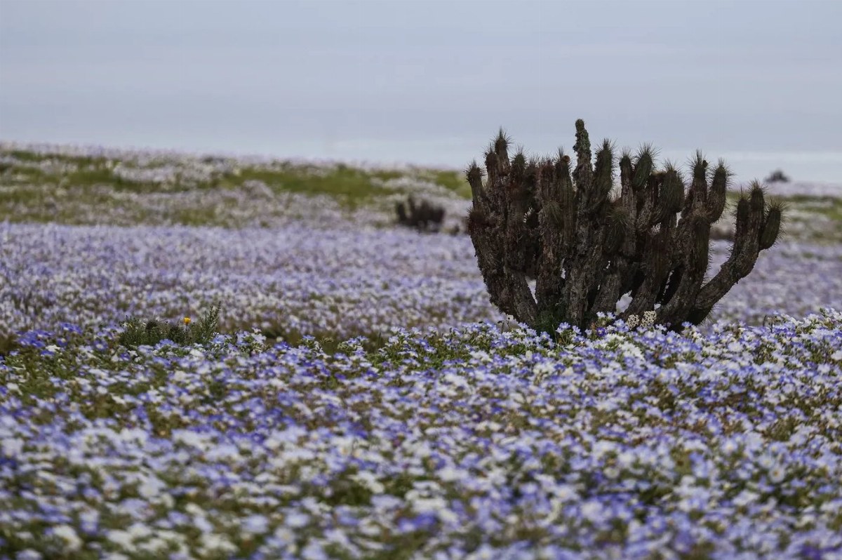 El Niño Transforms Atacama Desert into Flower Carpet — Exceptional rains from El Niño have turned Chile's Atacama Desert
