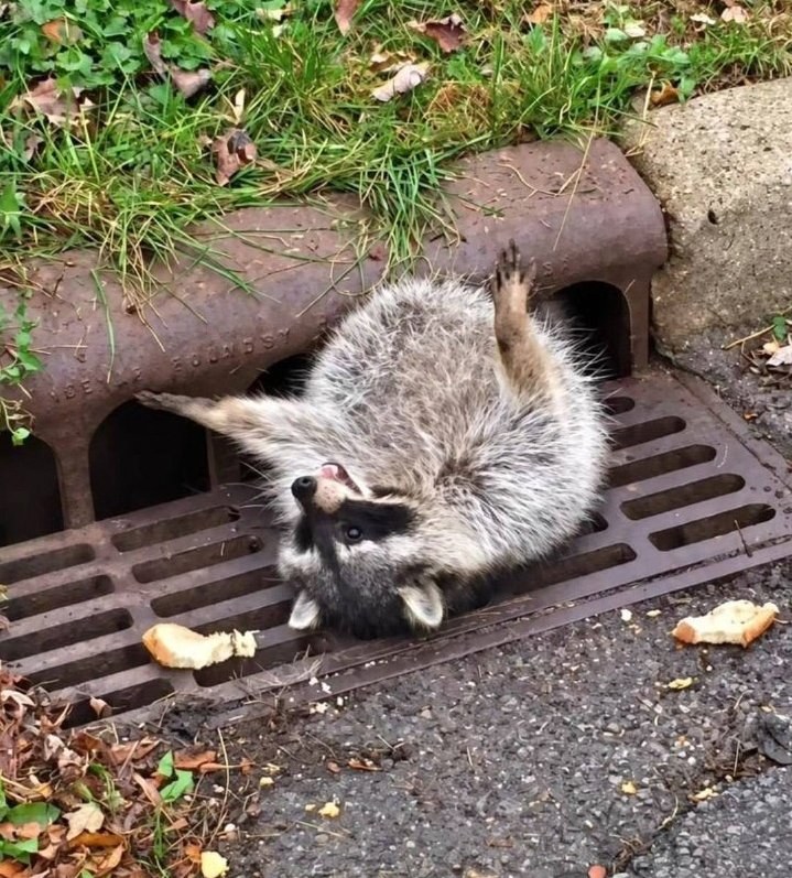 Raccoon Rescued After Getting Stuck in Drain Grate in the US — A raccoon in the US became stuck in a drain grate after o
