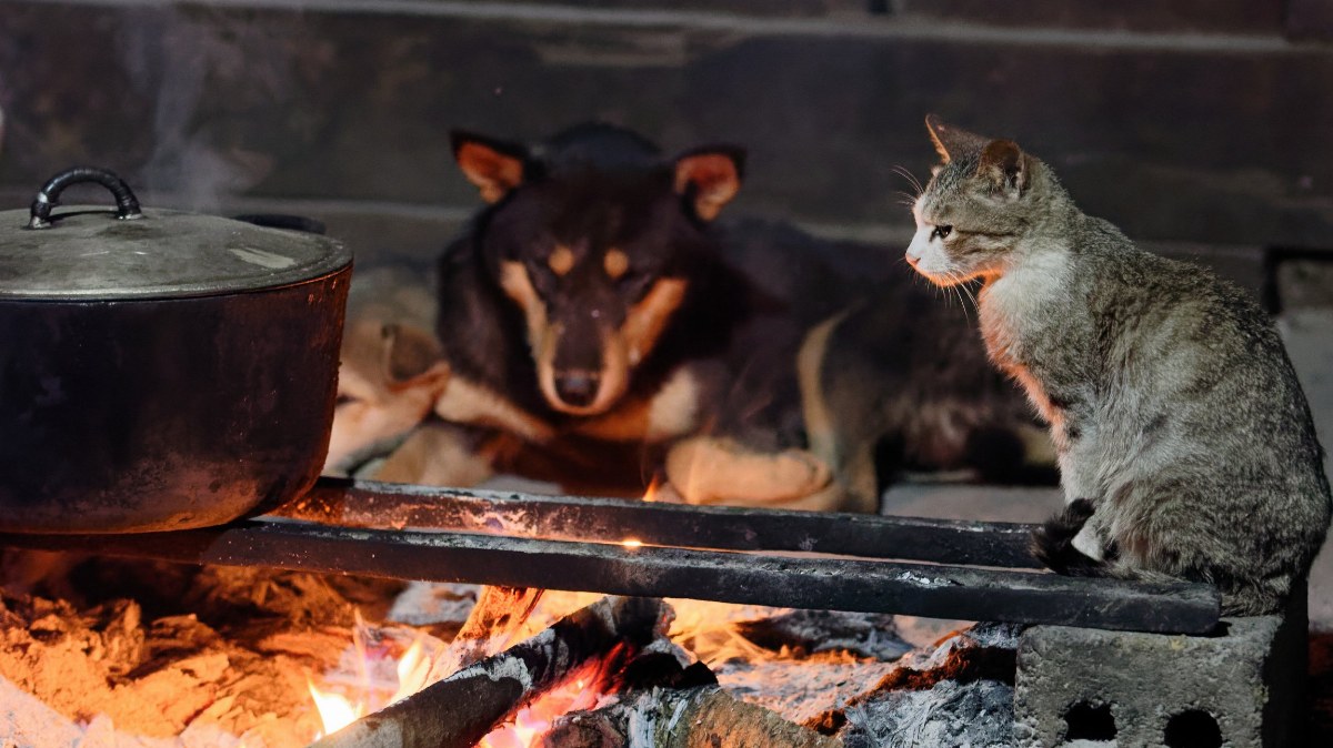 Authorities Arrest 12 in Vietnam for Stealing 2,700 Cats for Meat Trade — Twelve men were arrested in Vietnam for steali