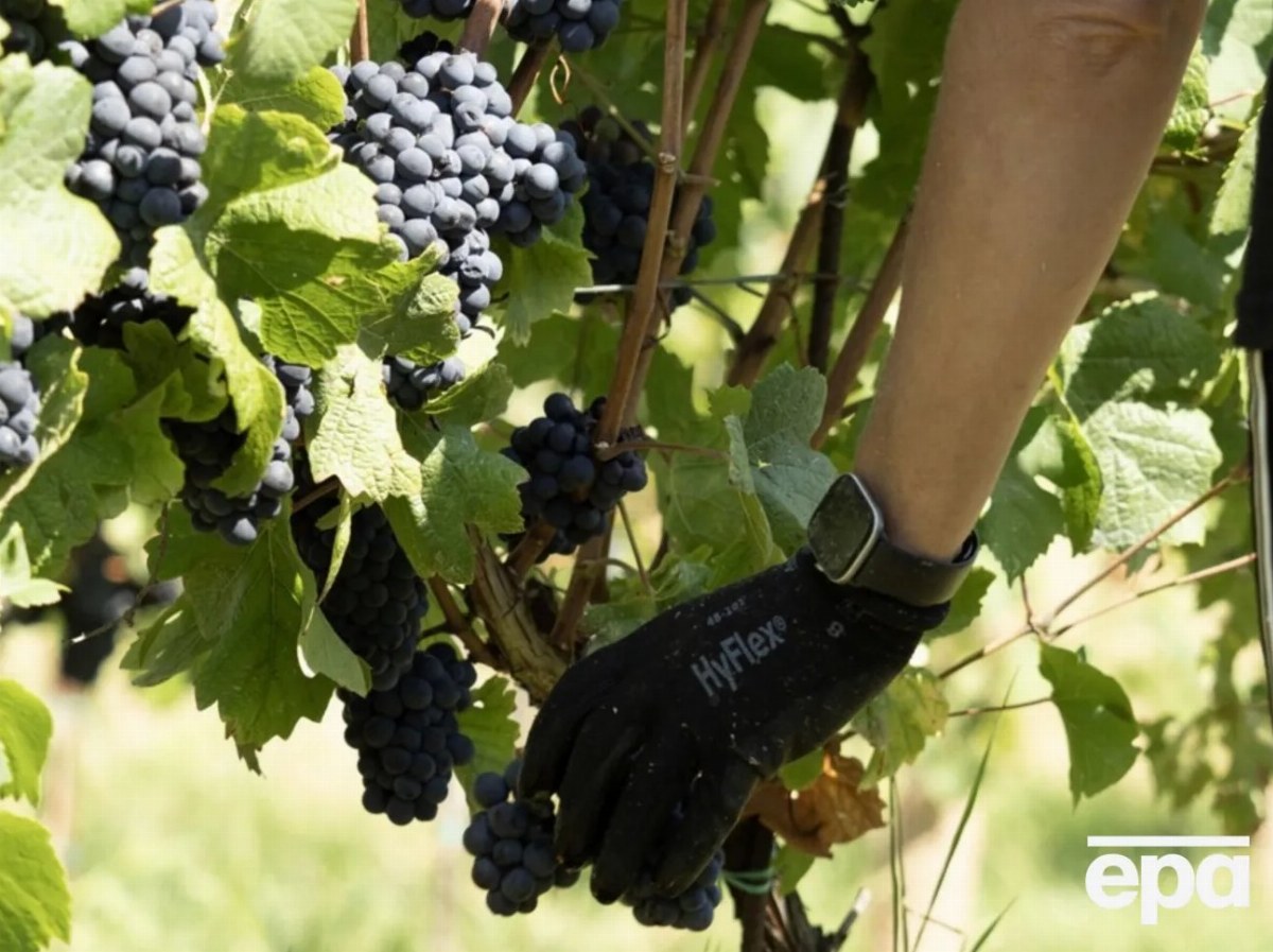 Elite Wines Worth €5 Million Stolen from Renowned Italian Vineyard — Marchesi Antinori, a prestigious Italian winery, re