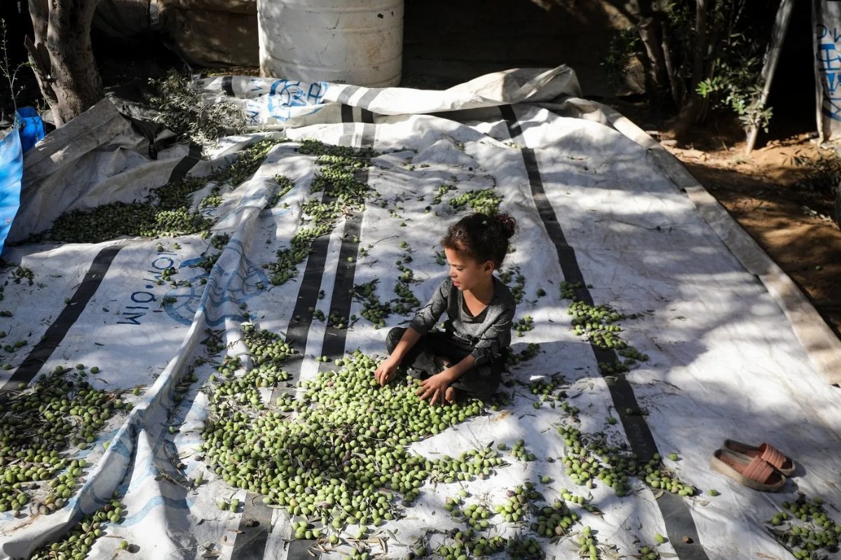 Gaza's Olive Groves Devastated: 150,000 Remaining from 2 Million — Agricultural authorities in Gaza report that only 150